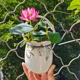 Product photo of bowl lotus seeds