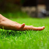 Product photo of royal grass seeds