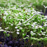 Product photo of water grass seeds
