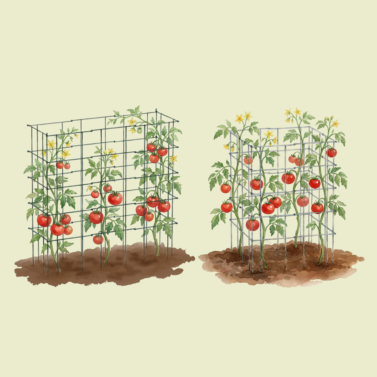Product photo of modular square tomato cages, 14.5 inches