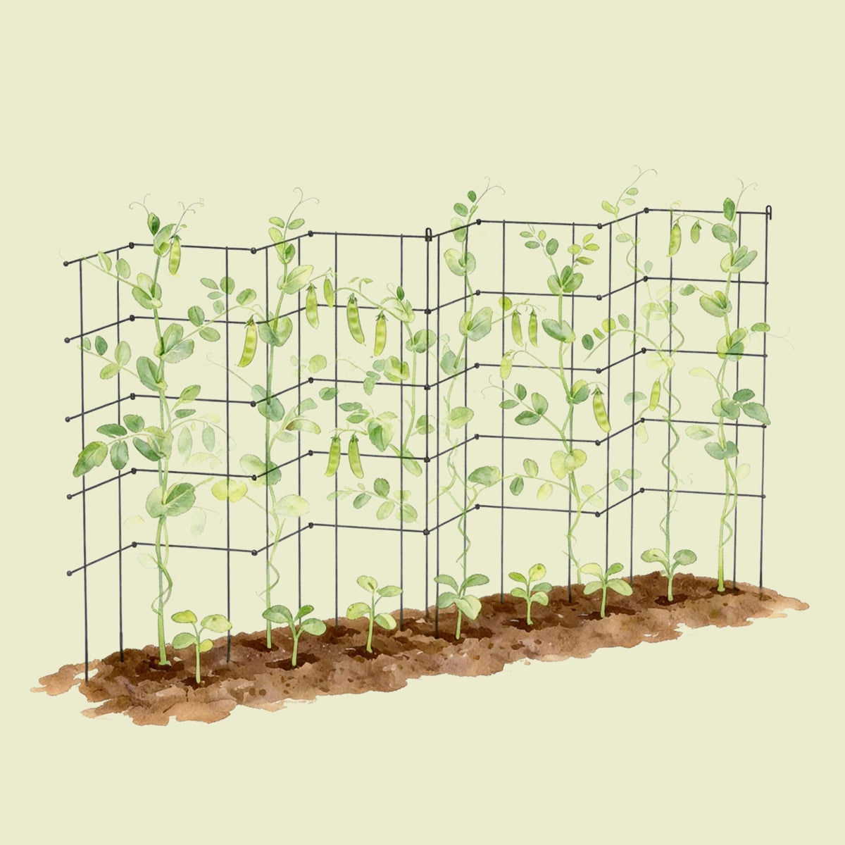 Product photo of modular square tomato cages, 11.5 inches