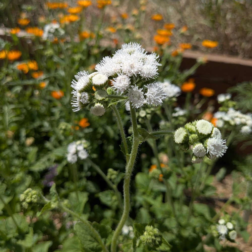 Dondo White Ageratum seed packet