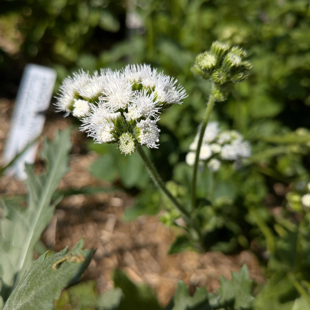 Dondo White Ageratum seed packet