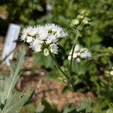 Dondo White Ageratum seed packet