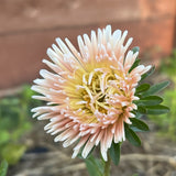 Apricot Aster seed packet