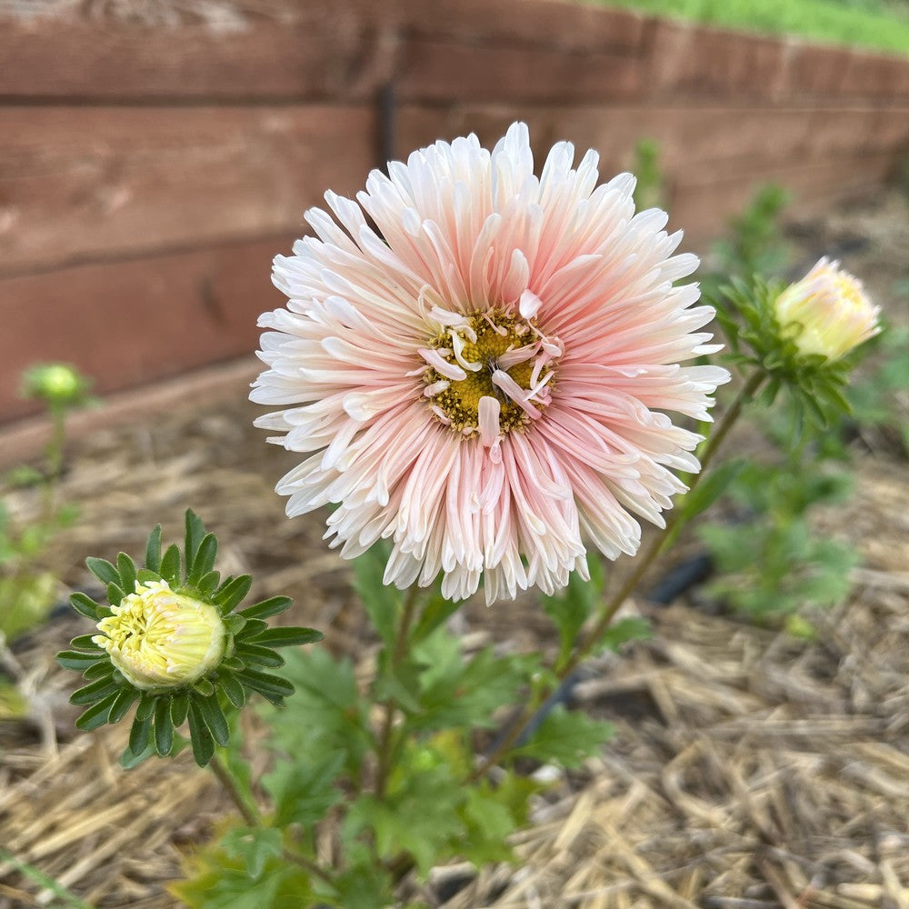 Apricot Aster seed packet