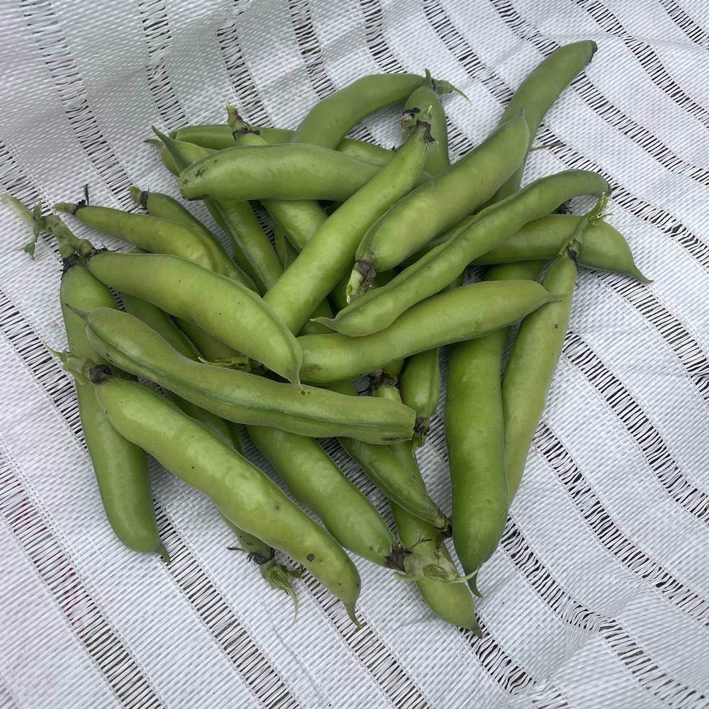 Windsor Shelling Fava Bean plants in the garden