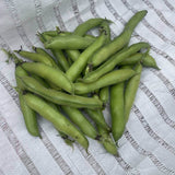 Windsor Shelling Fava Bean plants in the garden