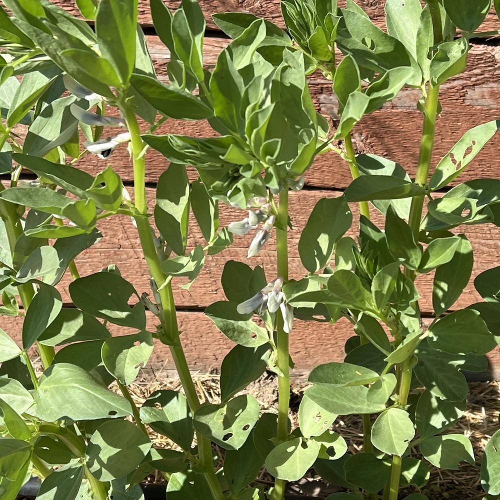 Windsor Shelling Fava Bean plants in the garden