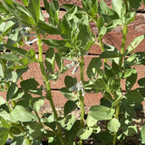 Windsor Shelling Fava Bean plants in the garden