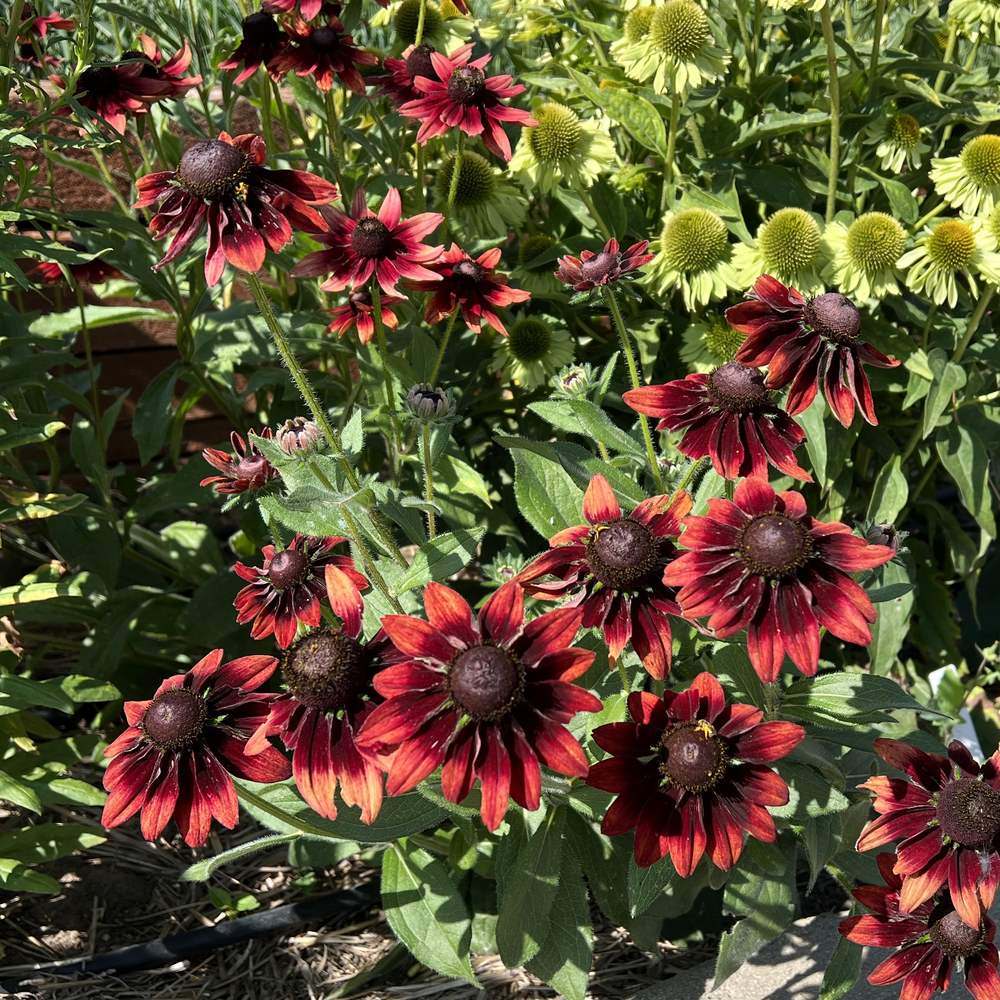 Cherry Brandy Black Eyed Susan seed packet