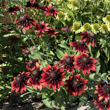 Cherry Brandy Black Eyed Susan seed packet