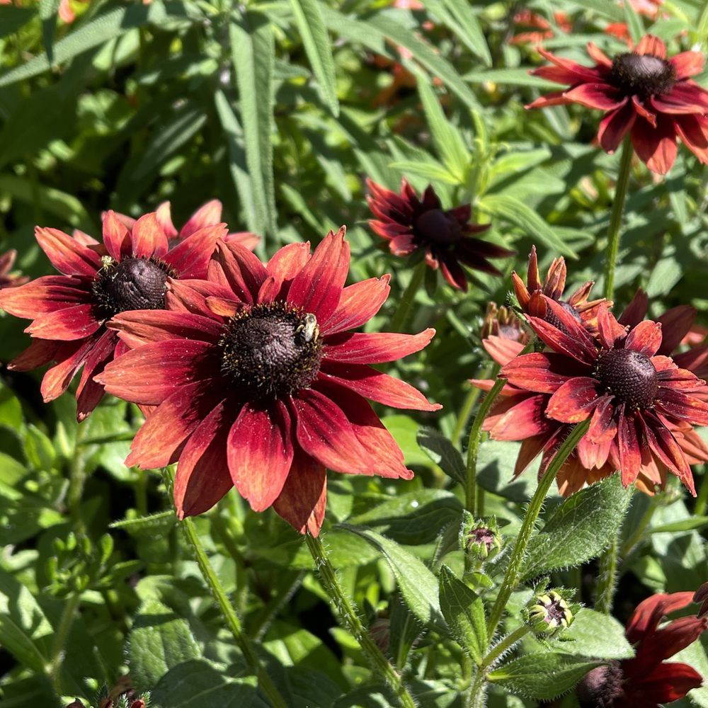 Cherry Brandy Black Eyed Susan seed packet