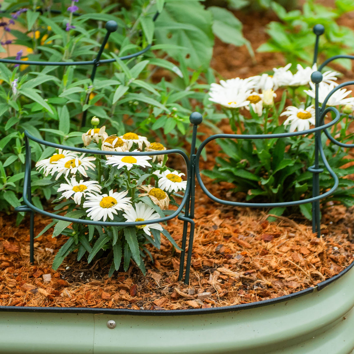 Curved Border Plant Supports, 6 Pack