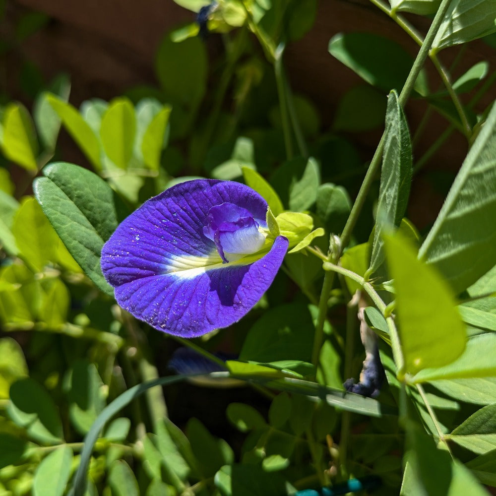 Blue Butterfly Pea seed packet