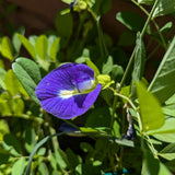 Blue Butterfly Pea seed packet