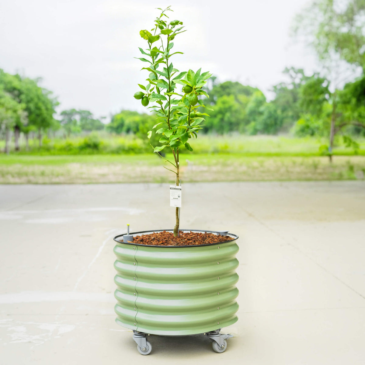 Rolling Citrus Tree Planter, 30 Gallons