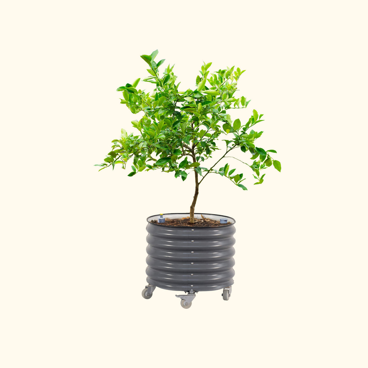 Rolling Citrus Tree Planter, 30 Gallons