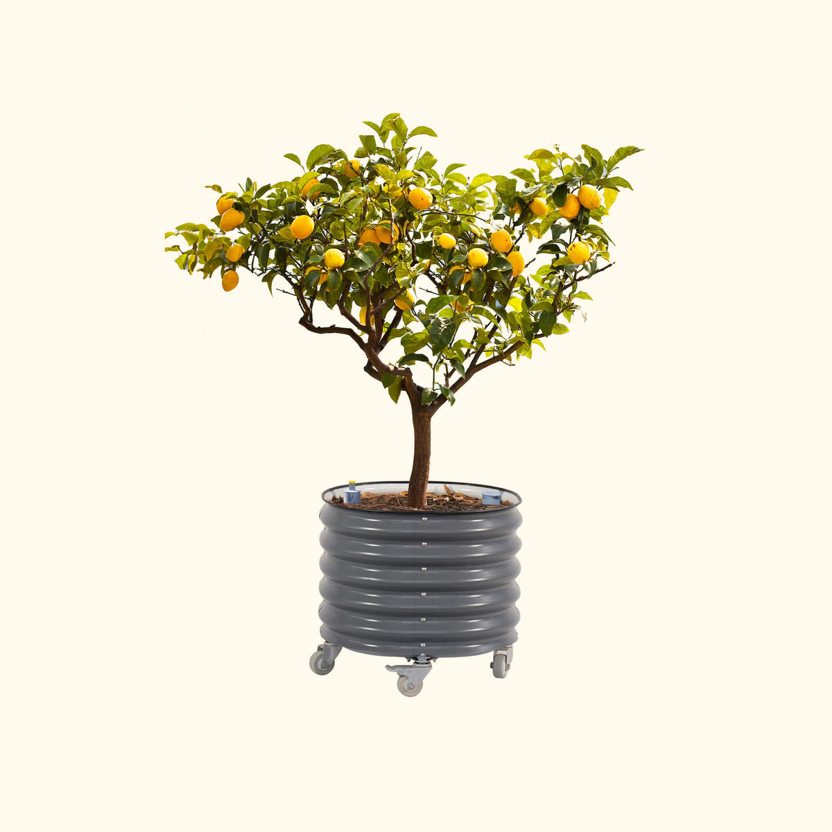 Rolling Citrus Tree Planter, 30 Gallons