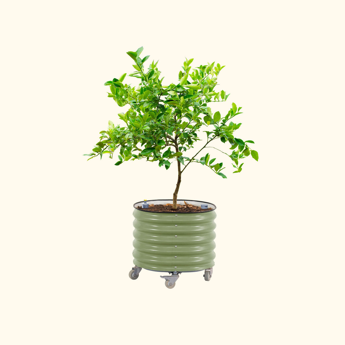Rolling Citrus Tree Planter, 30 Gallons