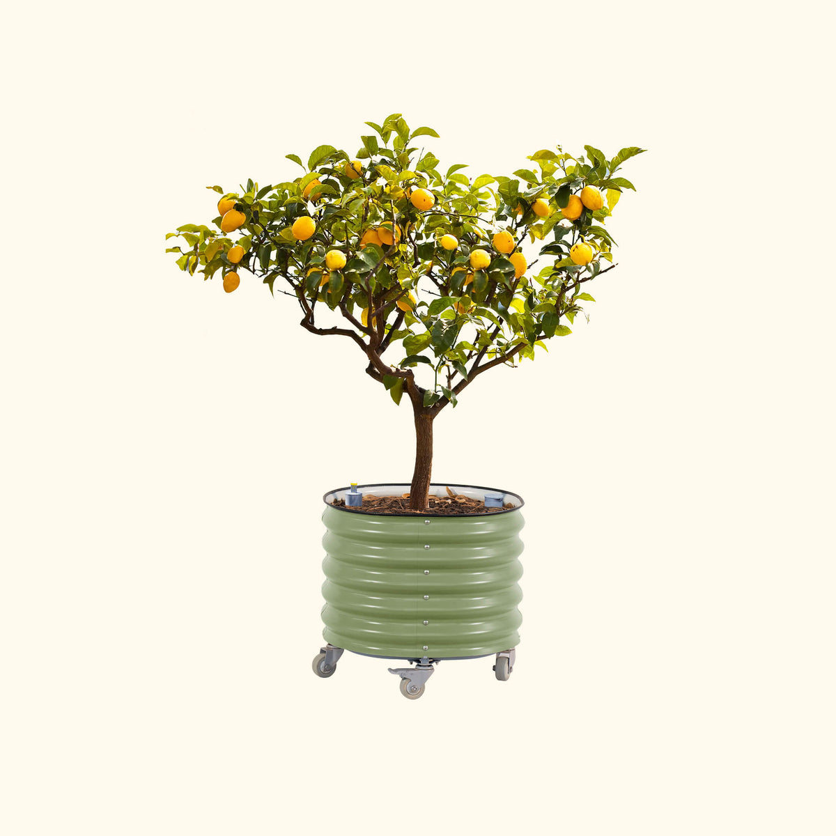 Rolling Citrus Tree Planter, 30 Gallons