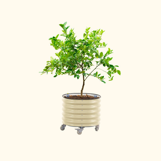 Rolling Citrus Tree Planter, 30 Gallons