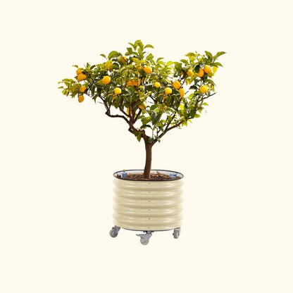 Rolling Citrus Tree Planter, 30 Gallons