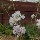 Rosy Cheek Clarkia seed packet