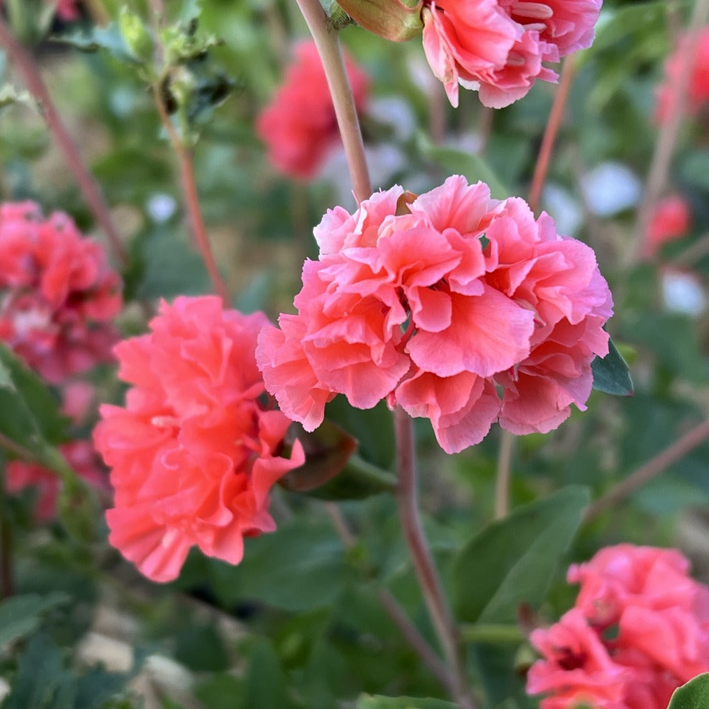 Rosy Cheek Clarkia seed packet