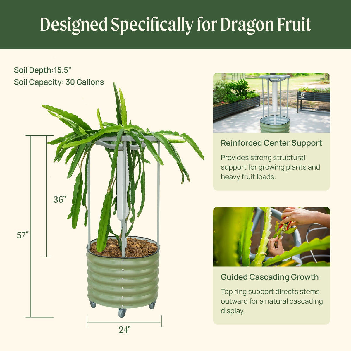 Product photo of rolling dragon fruit planter with trellis