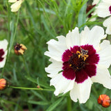 Seed packet for swirl coreopsis flower seeds
