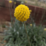 Drumstick Flower Craspedia growing in a garden