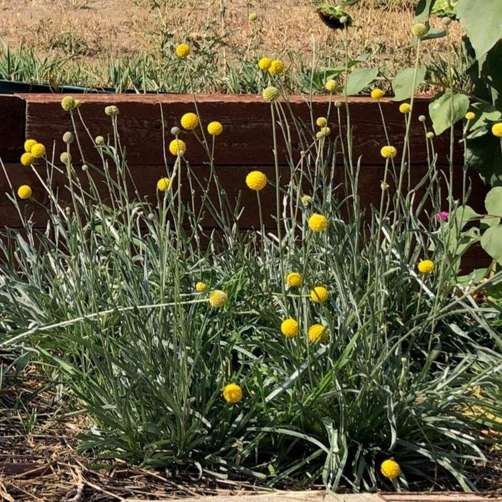 Drumstick Flower Craspedia growing in a garden