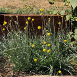 Drumstick Flower Craspedia growing in a garden