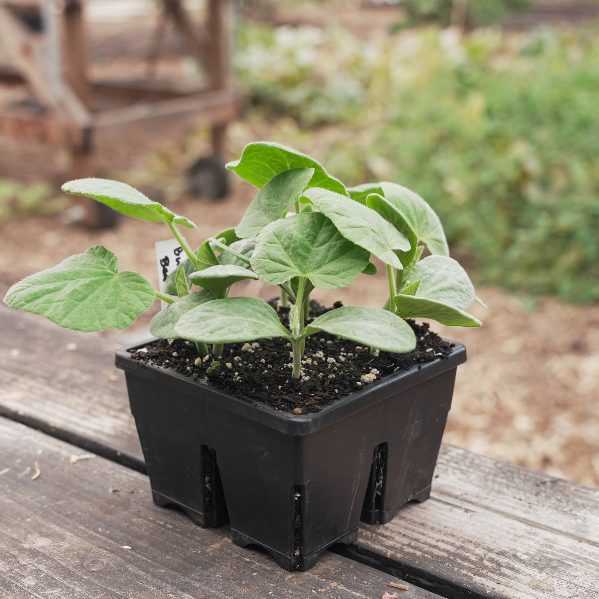 4 Cell Seed Starting Trays