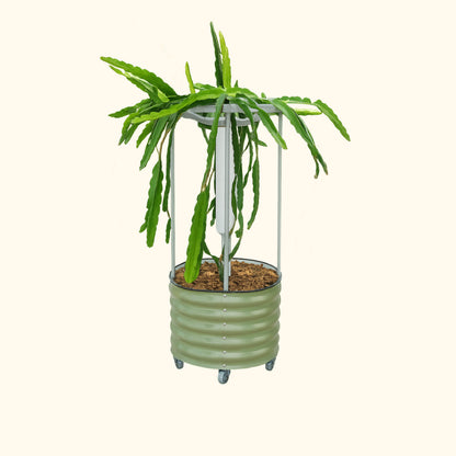 Product photo of rolling dragon fruit planter with trellis