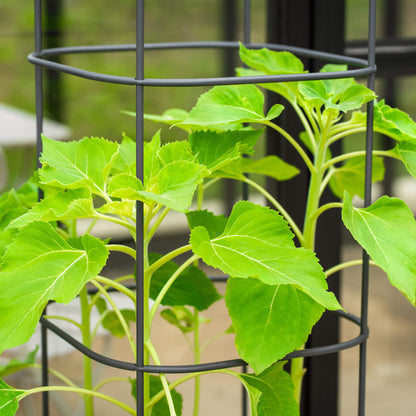 Adjustable Metal Trellis for Tomato Planter