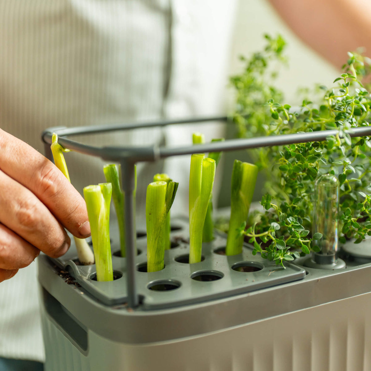 Green Onion Grow Guide