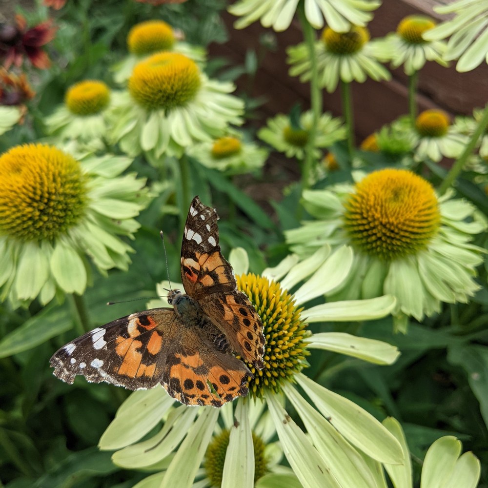 Product image of alan's pride echinacea seeds