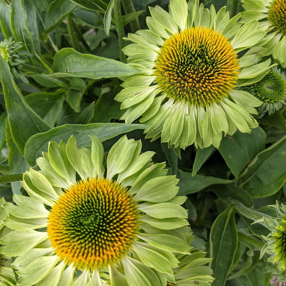 Product image of alan's pride echinacea seeds