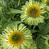Product image of alan's pride echinacea seeds
