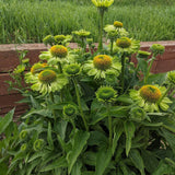 Product image of alan's pride echinacea seeds