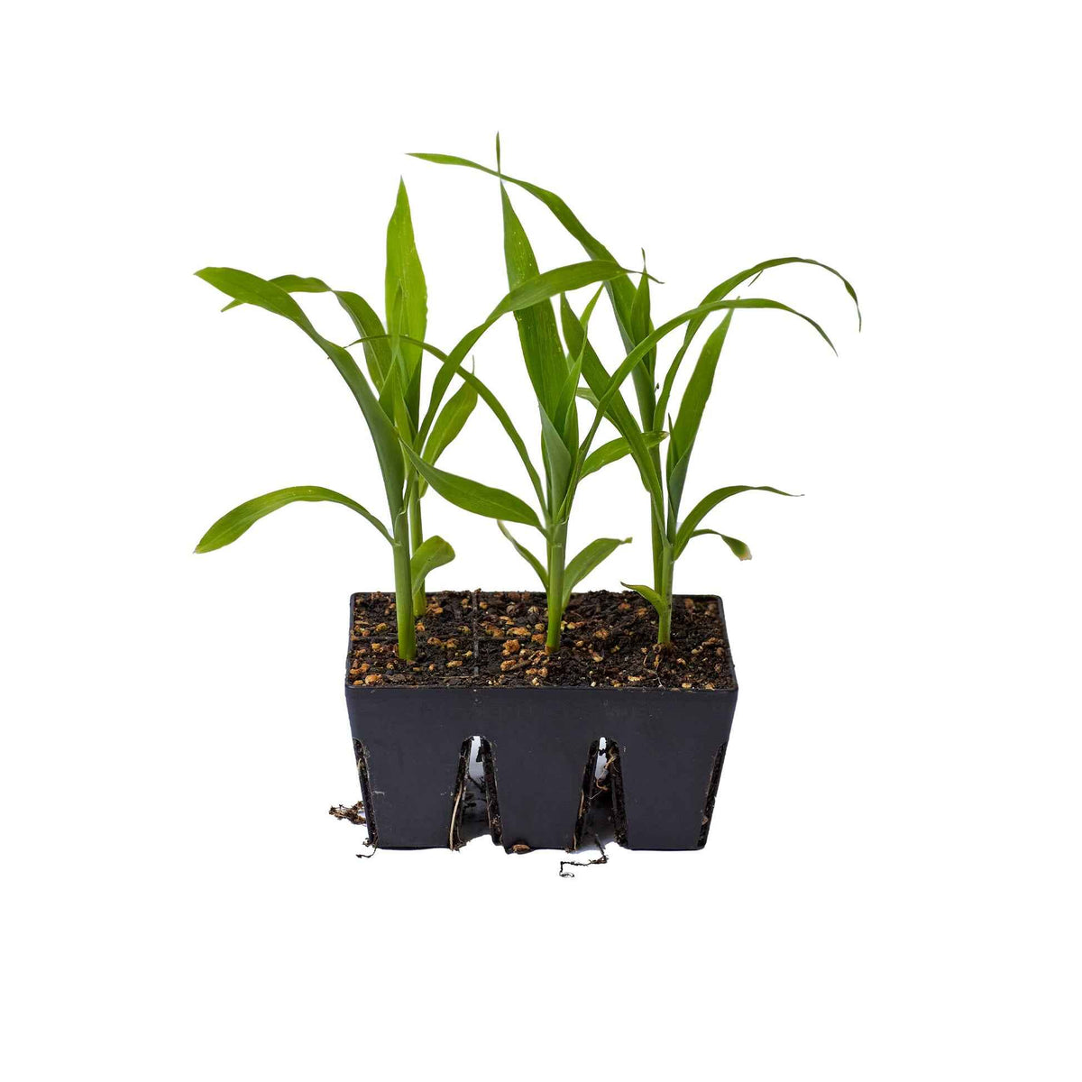 Product photo of six cell seed starting trays