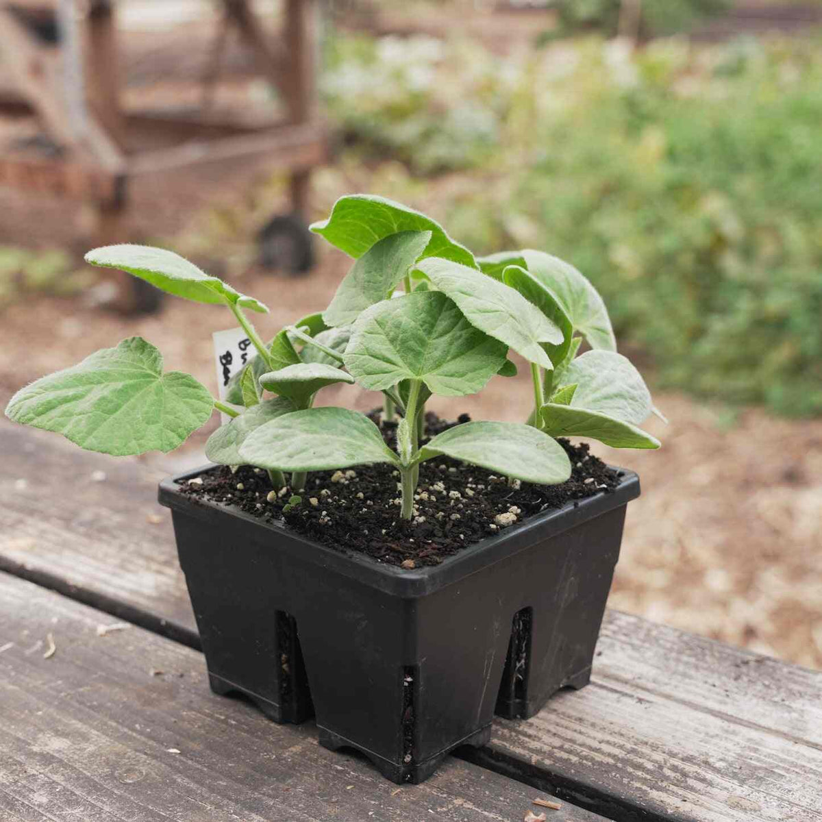 4 Cell Seed Starting Trays