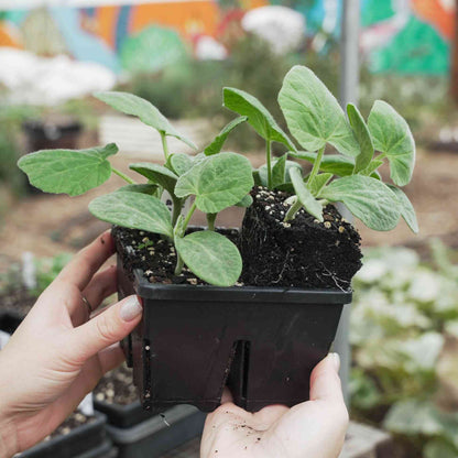 4 Cell Seed Starting Trays