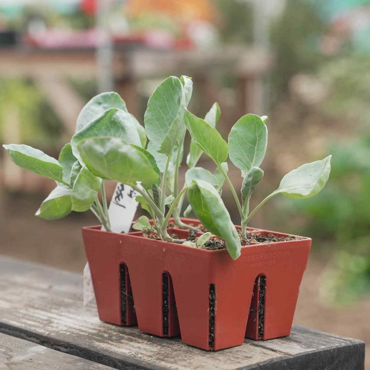 Product photo of six cell seed starting trays