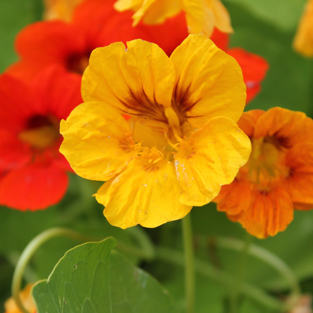 Nasturtium Fiesta Blend Flower plants in the garden
