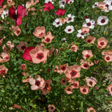 Charmer Flax Blend seed packet