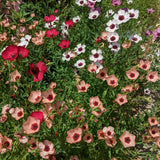 Charmer Flax Blend seed packet