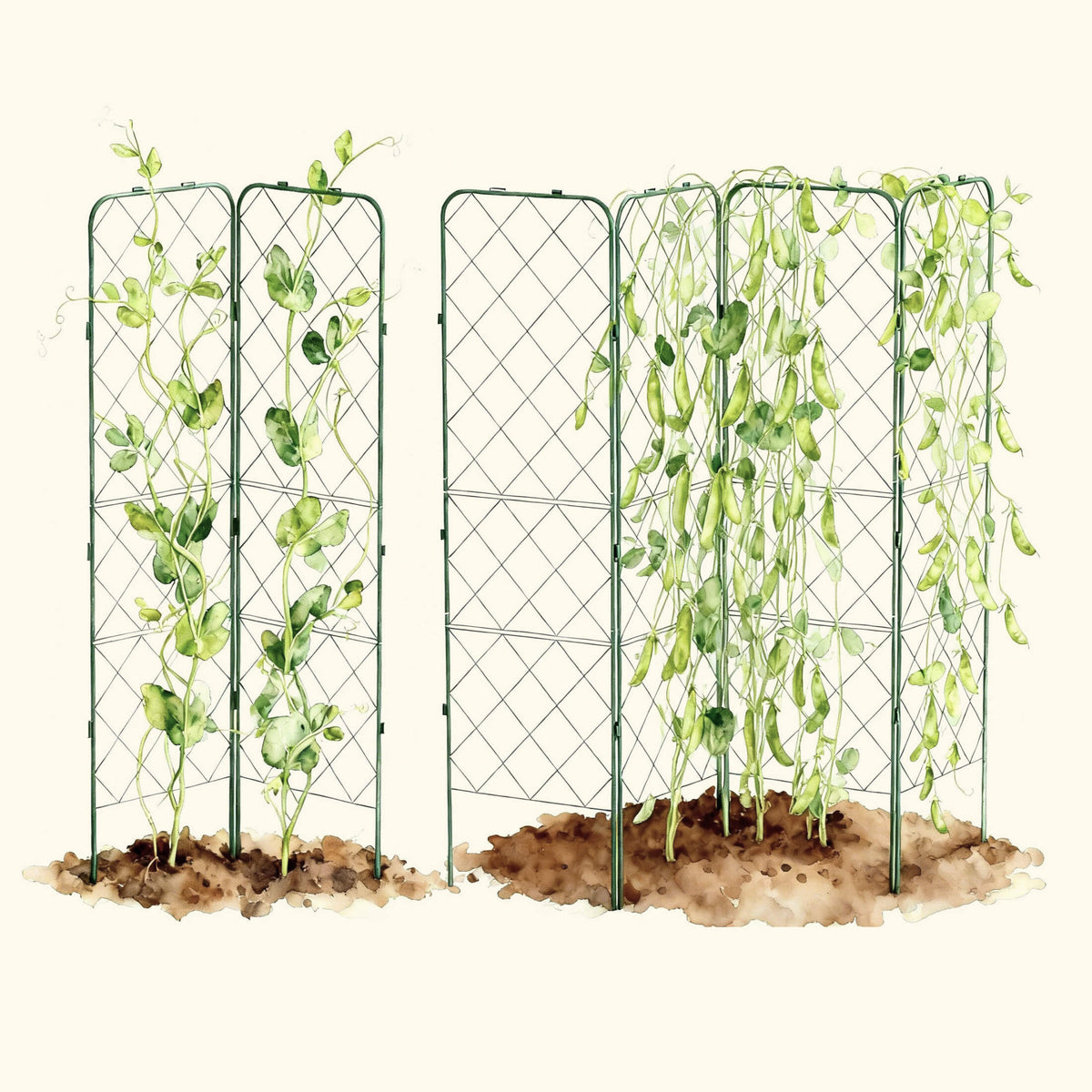 Standard Adjustable A-Frame Trellis